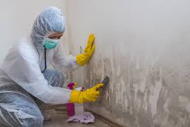 Best Basement Mold Removal  in Lakewood Park, FL